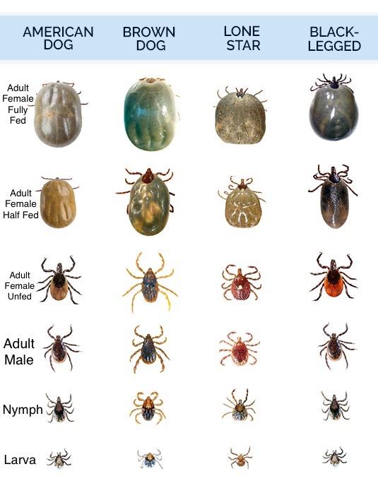 2022 all ticks types on pet
