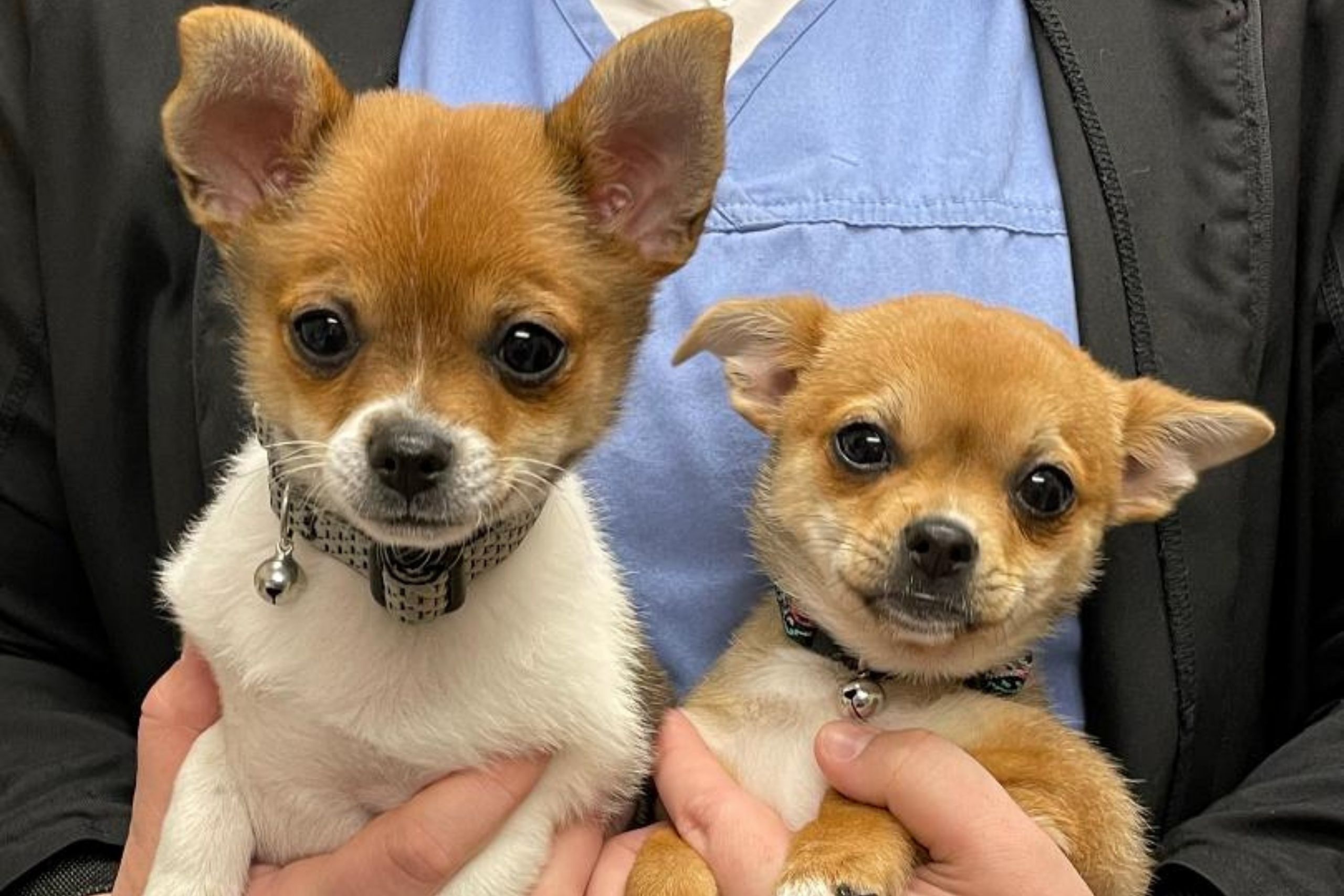 a person holding two small dogs