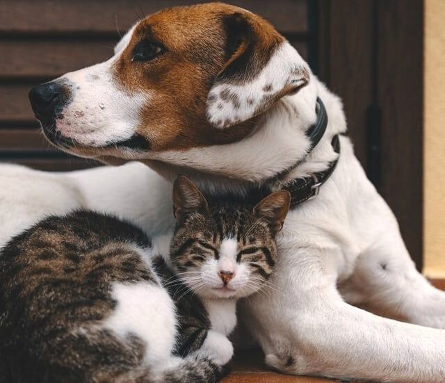 a dog and cat lying together
