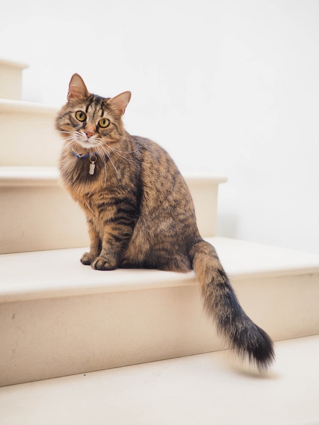 a cat sitting on a staircase