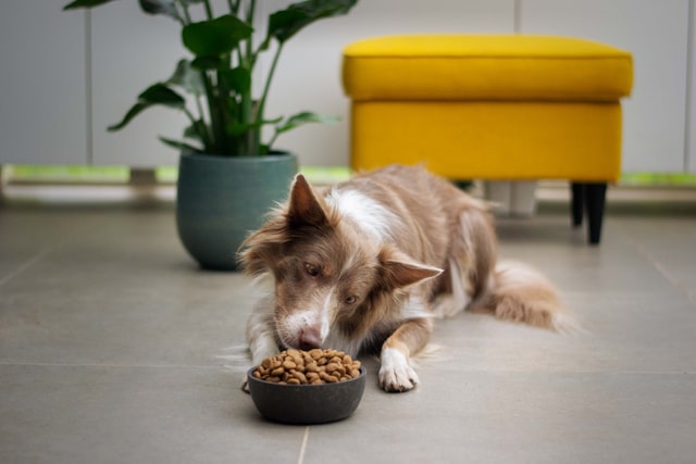 a dog lying on the floor eating food