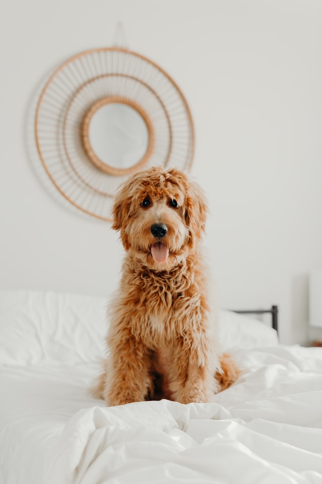 a dog sitting on a bed