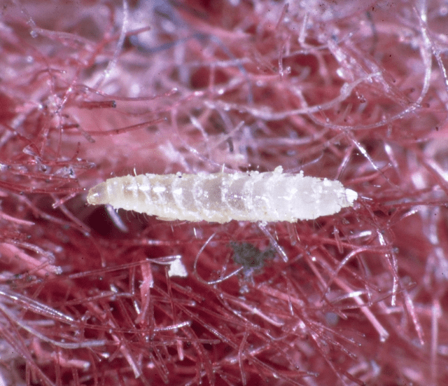 pet flea larvae