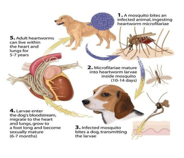 a diagram of a dog and a mosquito