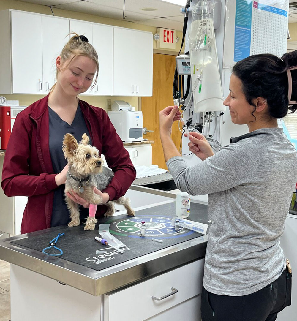 Vet Assistant helping vet calm a cute dog