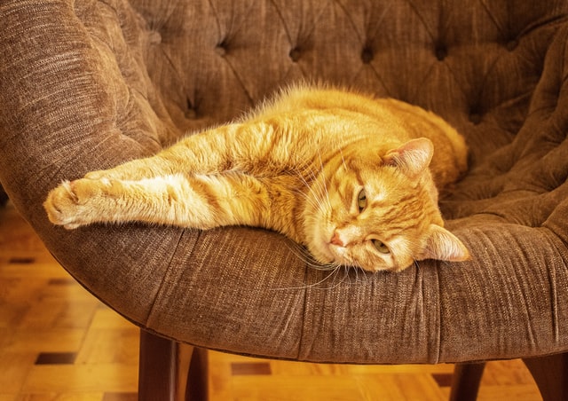 a cat lying on a chair