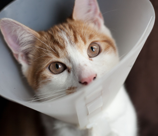 a cat with a cone around its head