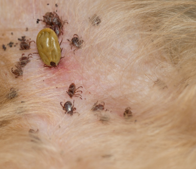 a tick on a person's skin