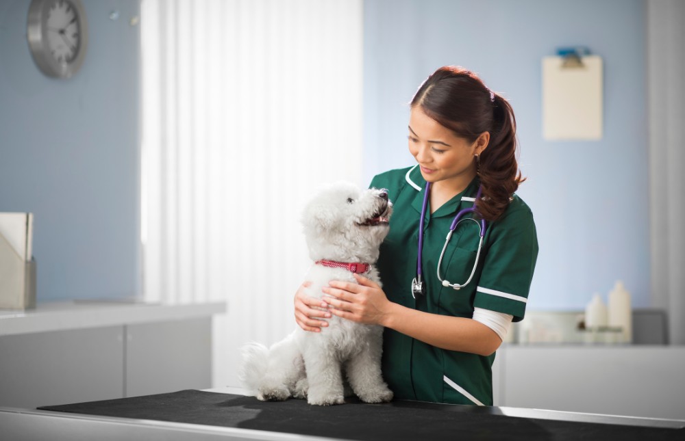 a vet gently cradles a white dog