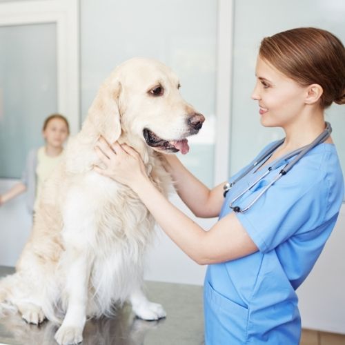 a vet gently petting a dog