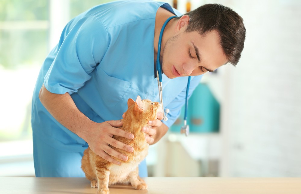 a veterinarian gently pets a cat