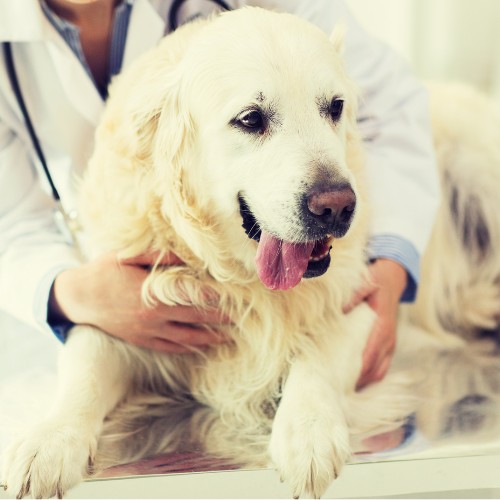 a veterinarian affectionately pets a dog