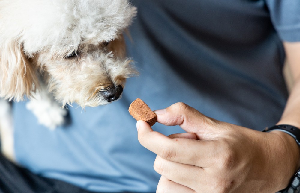 A person feeding pet dog with preventive heartworms chewable