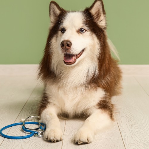Cute Husky Dog with Stethoscope near Green Wall