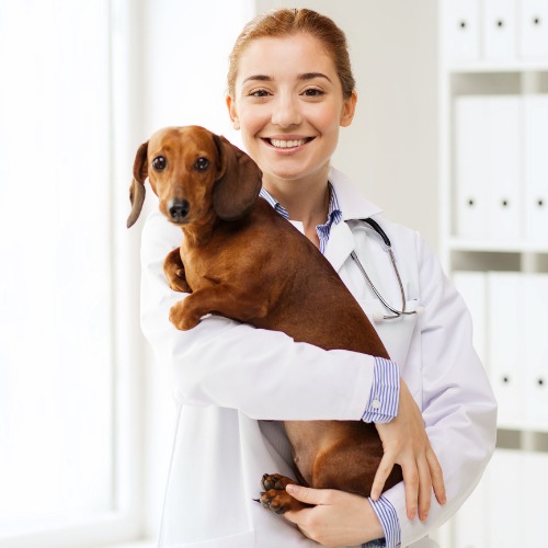 Happy Doctor with Dog at Vet Clinic